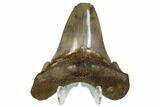 Serrated, Angustidens Tooth - Megalodon Ancestor #170346-2